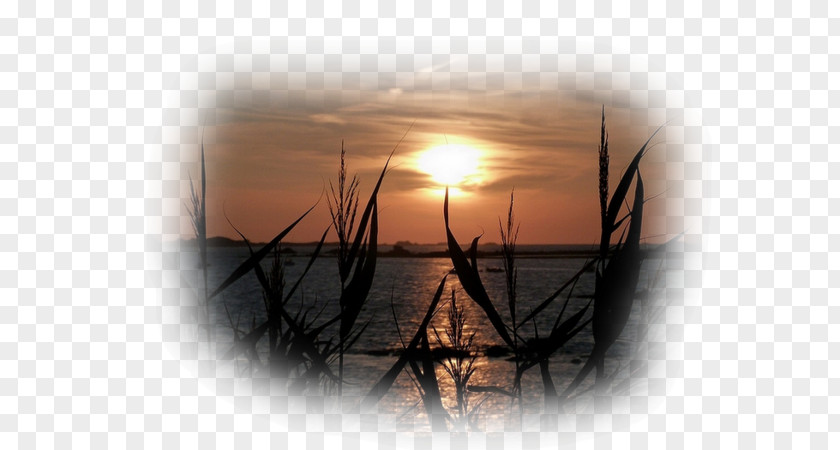 Sunset Sunrise Astre Desktop Wallpaper Reed PNG