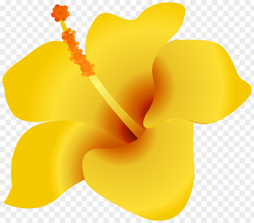 Yellow Petal Flower Plant Herbaceous PNG