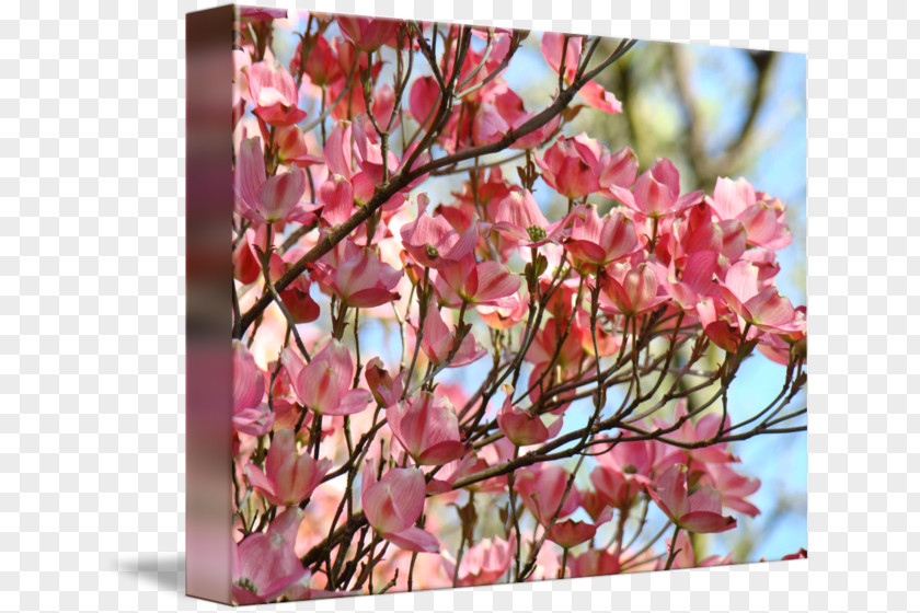 Cherry Blossom Twig Pink M Petal PNG