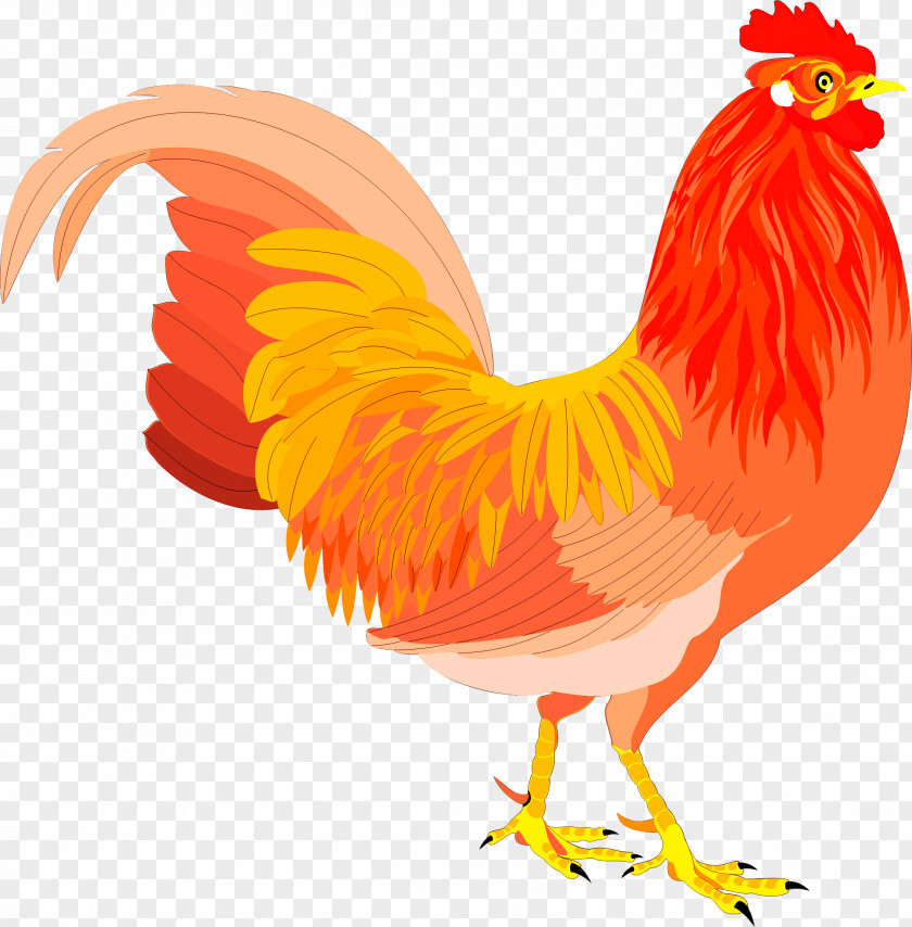 Chicken Rooster Clip Art Bird PNG