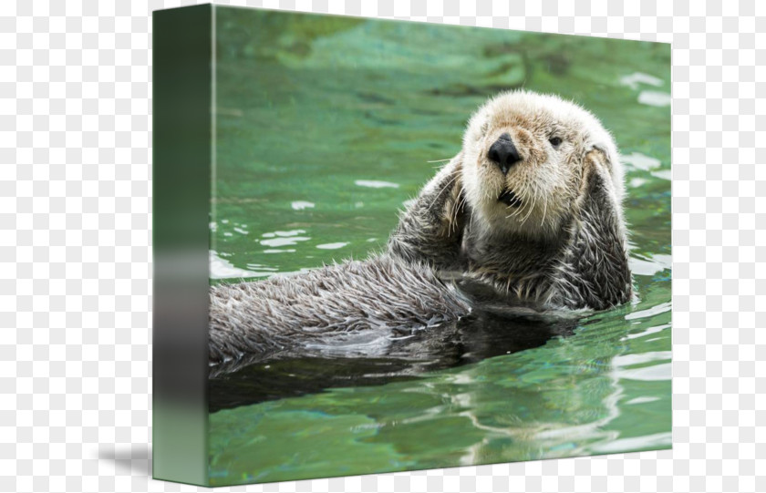 Hear No Evil Sea Otter Greeting & Note Cards Monterey Bay Marine Mammal PNG