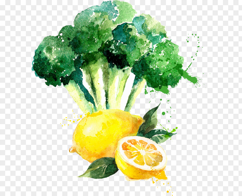 Painting Watercolor Drawing Broccoli PNG