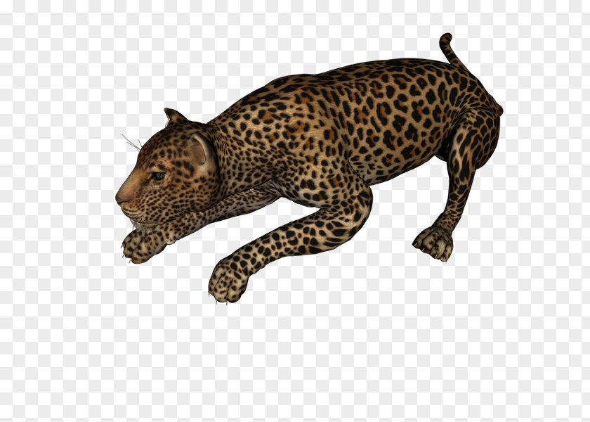 Persian Leopard Jaguar Cheetah PhotoScape Clip Art PNG