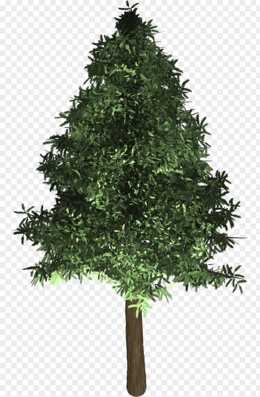 Christmas Tree Spruce Fir Evergreen PNG