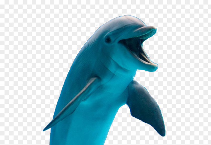 Dolphin Clip Art PNG