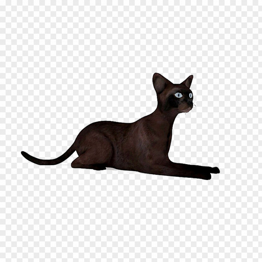 Black Cat 3D Modeling Texture Mapping Autodesk 3ds Max Computer Graphics FBX PNG