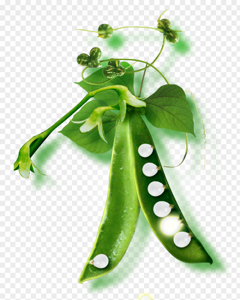 Creative Peas Pea Soup Green Bean PNG