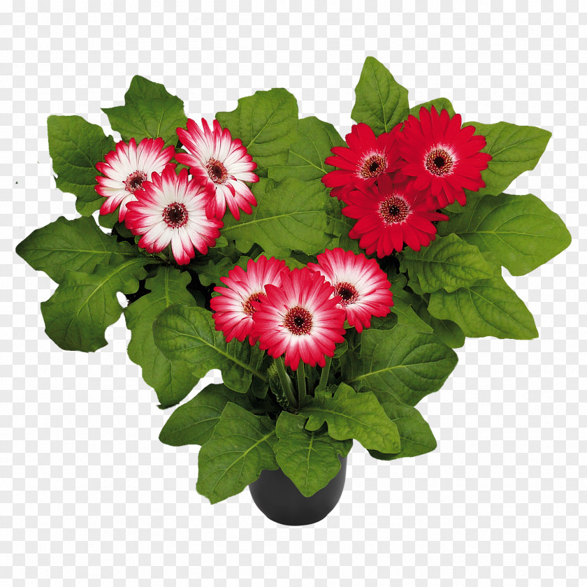 Flower Floral Design Florist Holland B.V. Transvaal Daisy Cut Flowers PNG