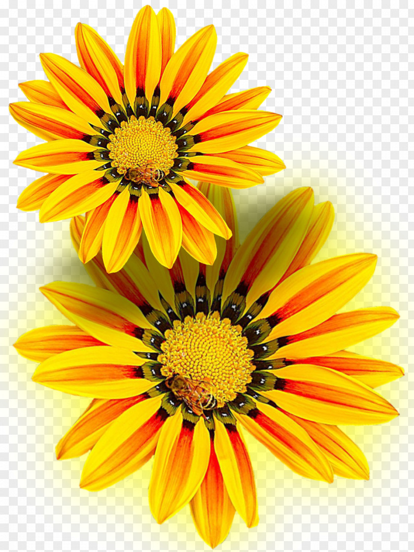 Gazania Flower Yellow PNG