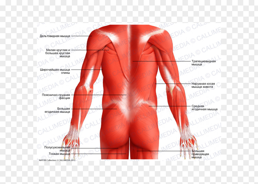 Gracilis Muscle Posterior Triangle Of The Neck Head And Anatomy Human Body PNG