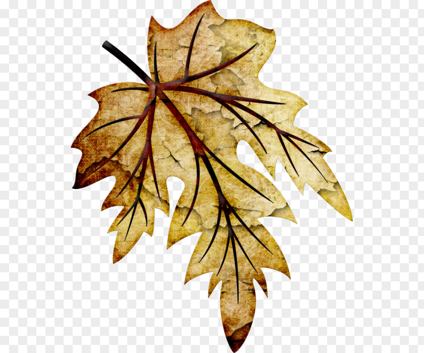Leaf Maple Clip Art PNG