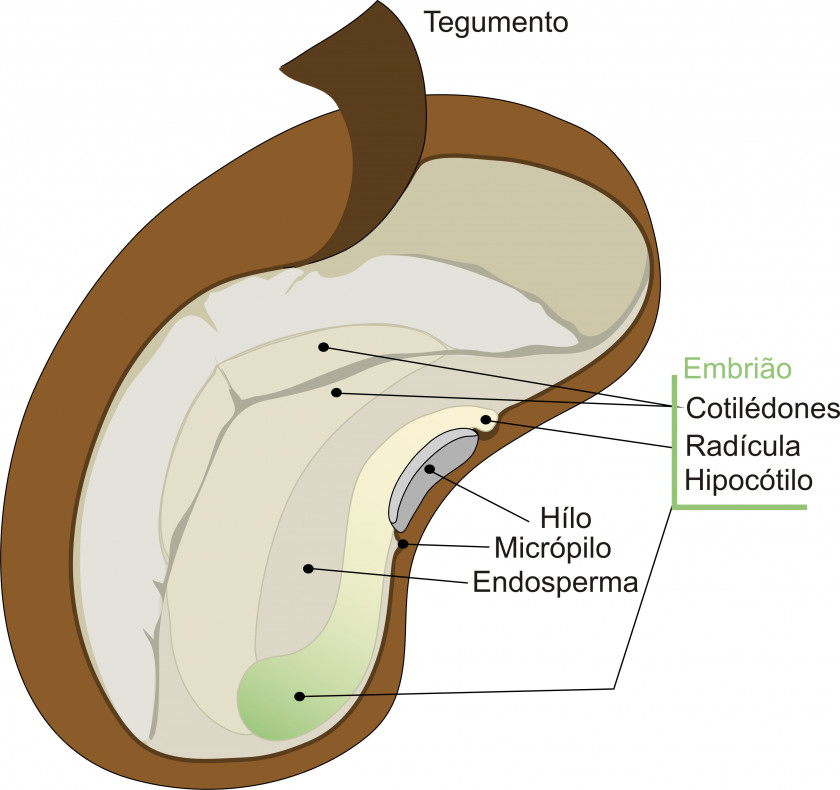 Sementes Seed Diagram Avocado Radicle Grain PNG