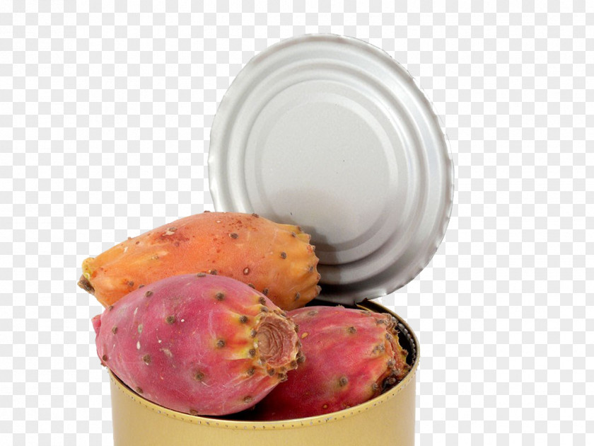 Cactus Fruit Close-up Pot Cactaceae Download PNG