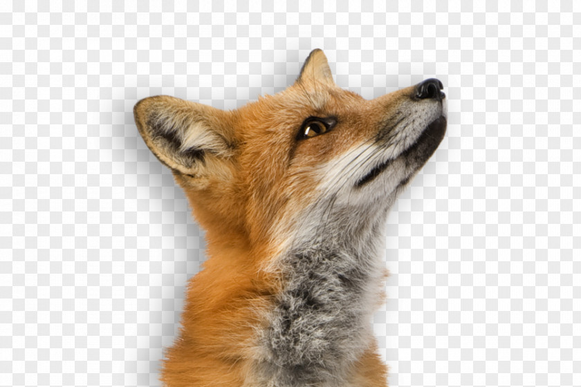 Fox Red PNG