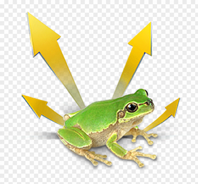 Frog True Tree PNG