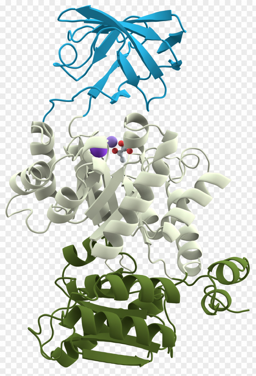 Globular Protein Domain Structure Pyruvate Kinase Tertiary PNG