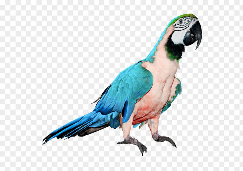 Parrot Budgerigar Cockatiel PNG