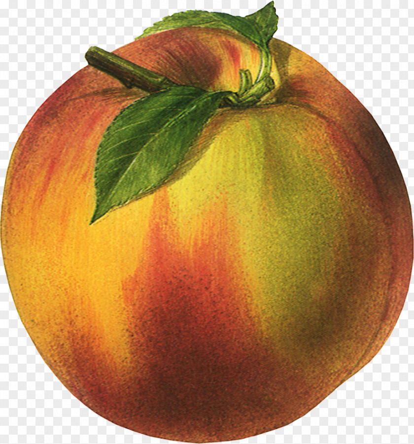 Peach Image Nectarine Organic Food Fruit Poster PNG