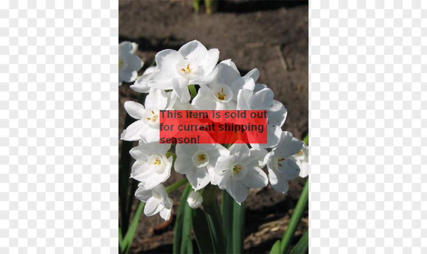 Amaryllis Bulb Narcissus Herbaceous Plant PNG