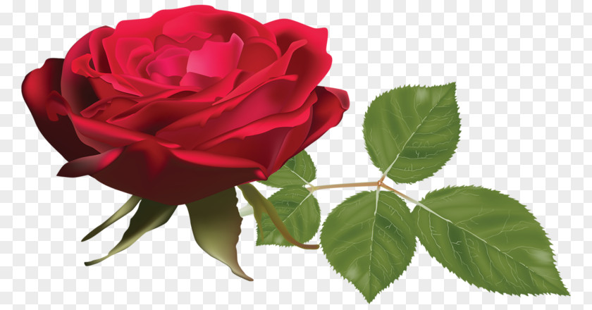 Hand-painted Rose Red Clip Art PNG
