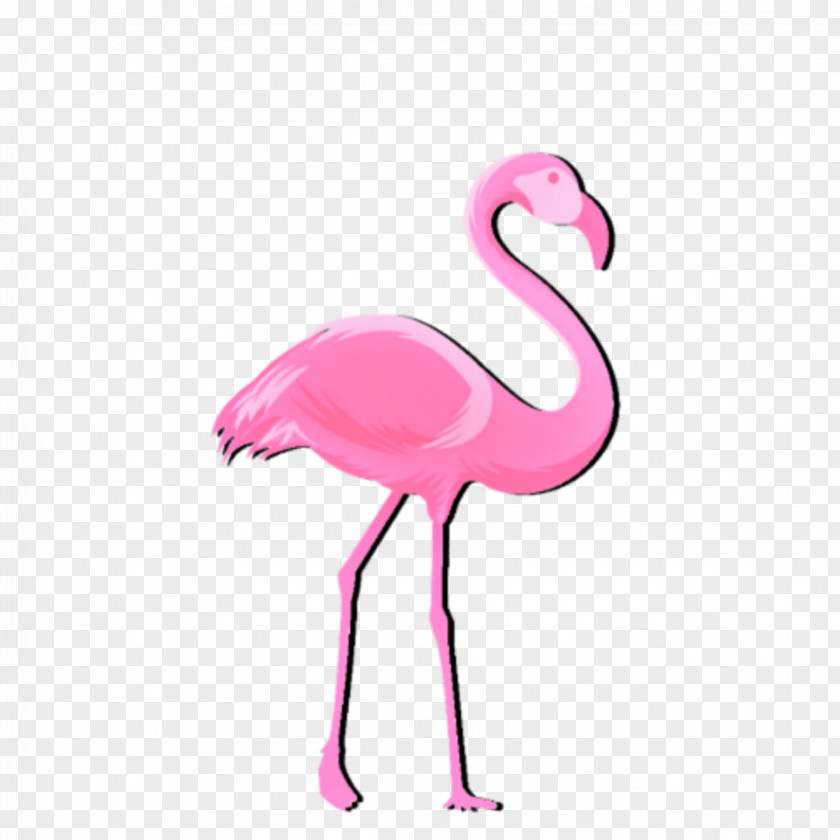 Neck Beak Flamingo PNG