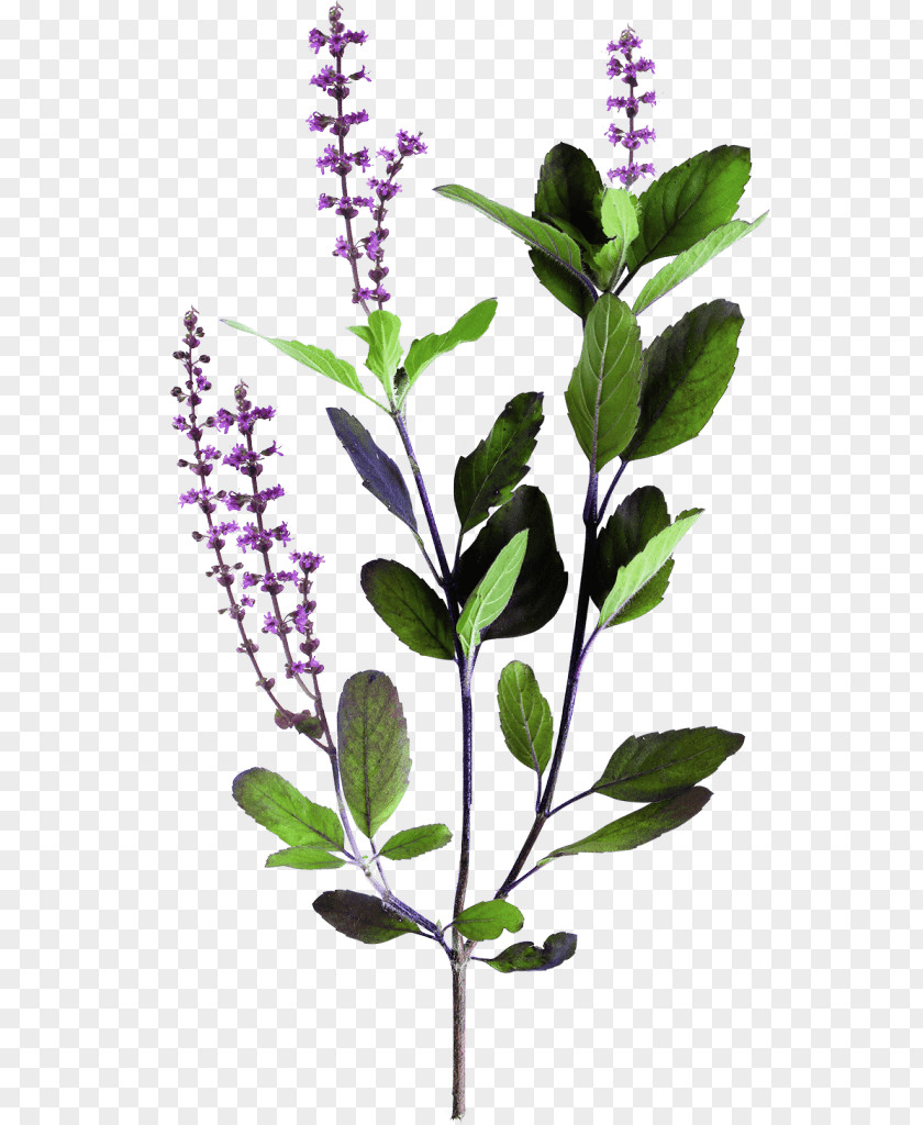 Ocimum Hyssopus Tea Leaf PNG