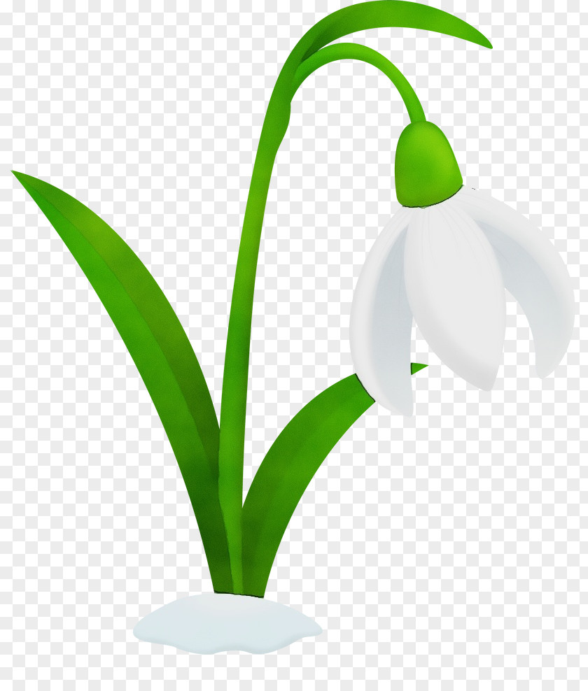 Plant Stem Flowerpot Galanthus M Snowdrop Flower PNG