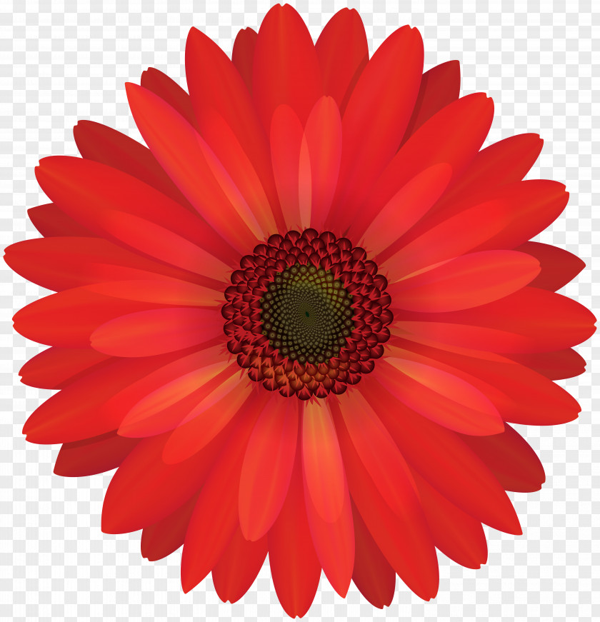Gerbera Red Flower Clip Art Transvaal Daisy Common PNG