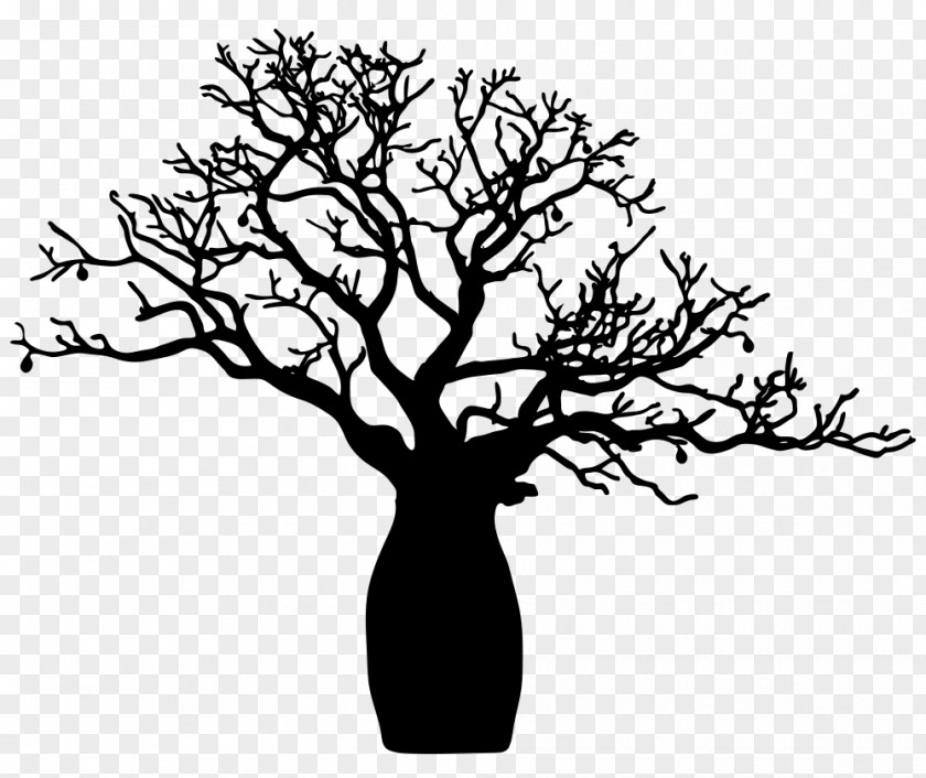 Tree Twig Adansonia Gregorii Drawing Digitata PNG