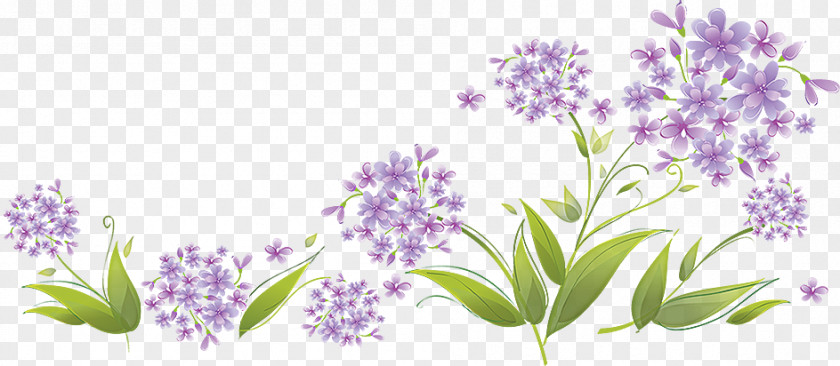 Agapanthus Art Clip PNG