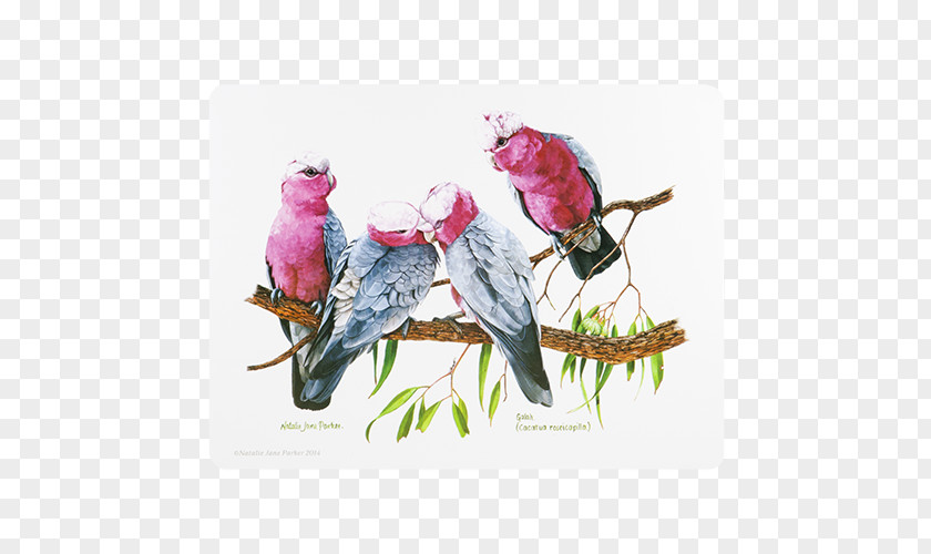 Bird Place Mats Australia Coasters Crimson Rosella PNG