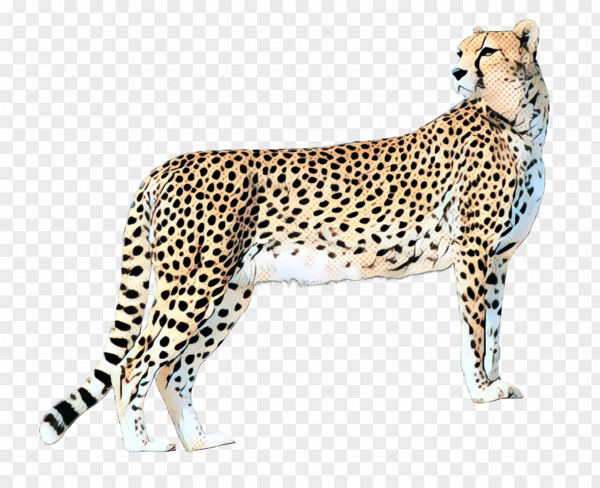 Cheetah Felidae Leopard Lion PNG