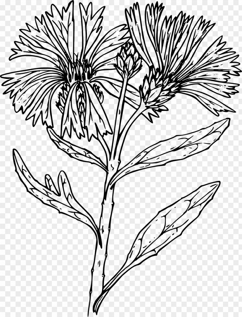 Flower Black And White Twig Floral Design Wildflower Drawing PNG