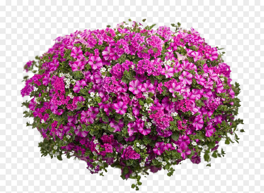 Flower Petunia Hanging Basket Rhapis Excelsa Houseplant PNG