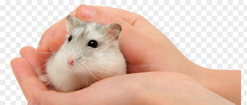 Mouse Gerbil Djungarian Hamster Pet Stock Photography PNG