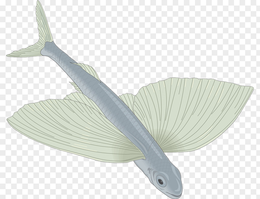 Peces Drawing Flying Fish Clip Art PNG