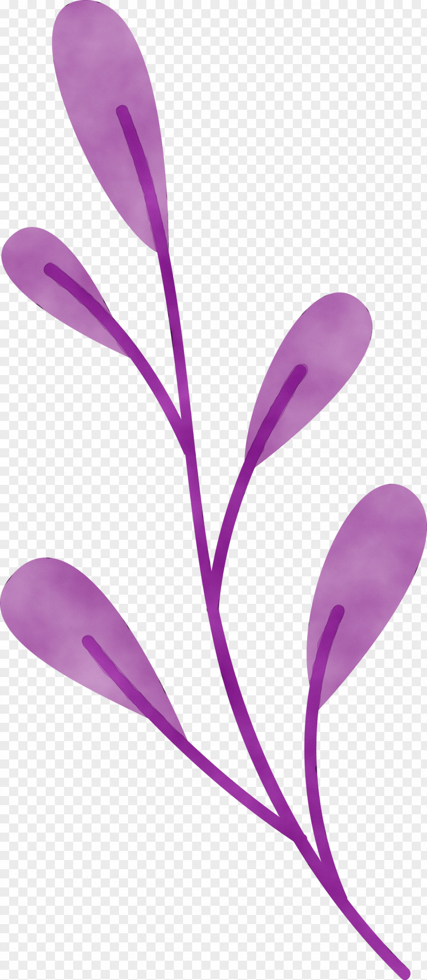 Petal Purple Flower Plants Science PNG