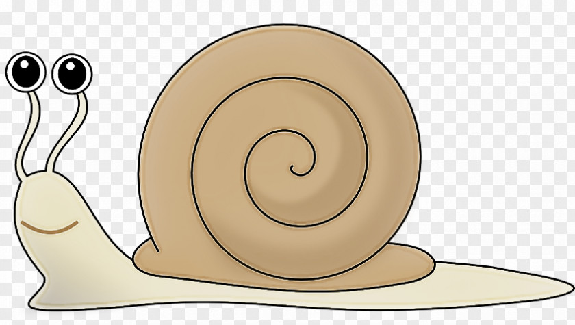 Snails And Slugs Snail Sea Slug Spiral PNG