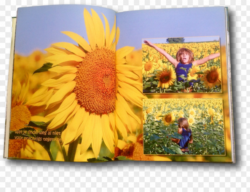 Child Sunflower Seed Photo-book PNG