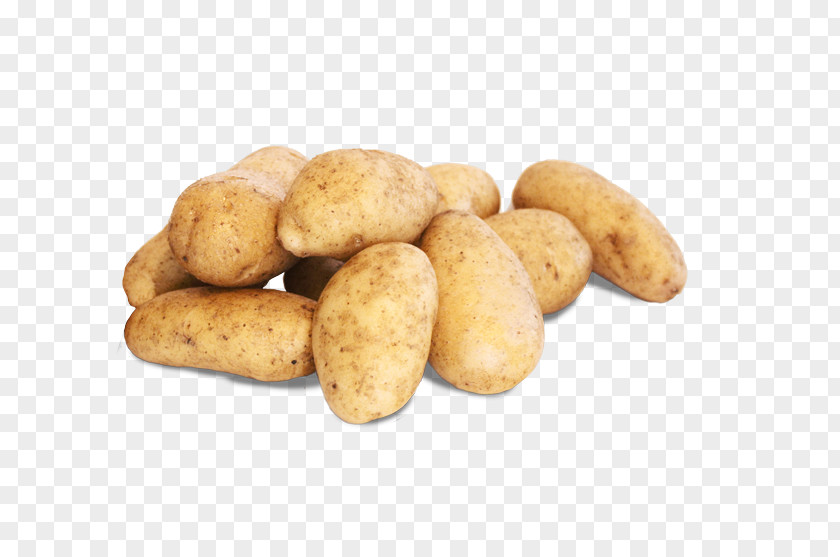 Fingerling Potato Russet Burbank Yukon Gold Irish Candy Tuber PNG