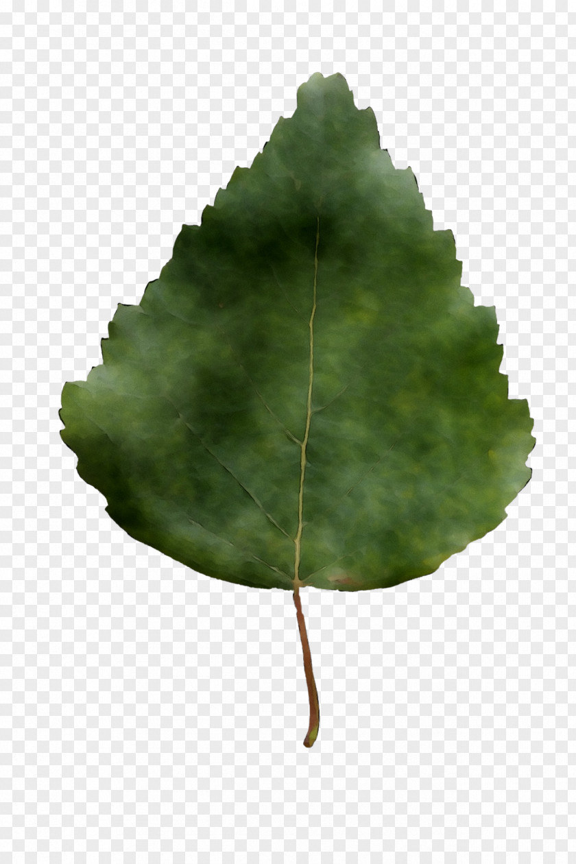 Leaf Tree PNG