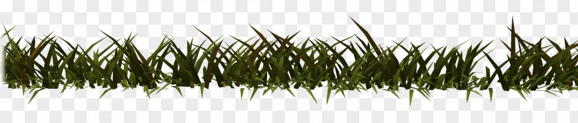 Line Grasses Plant Stem Family PNG