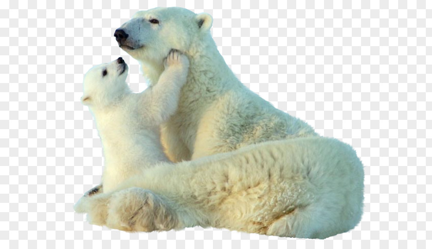 Polar Bear Baby Giant Panda Animal Clip Art PNG