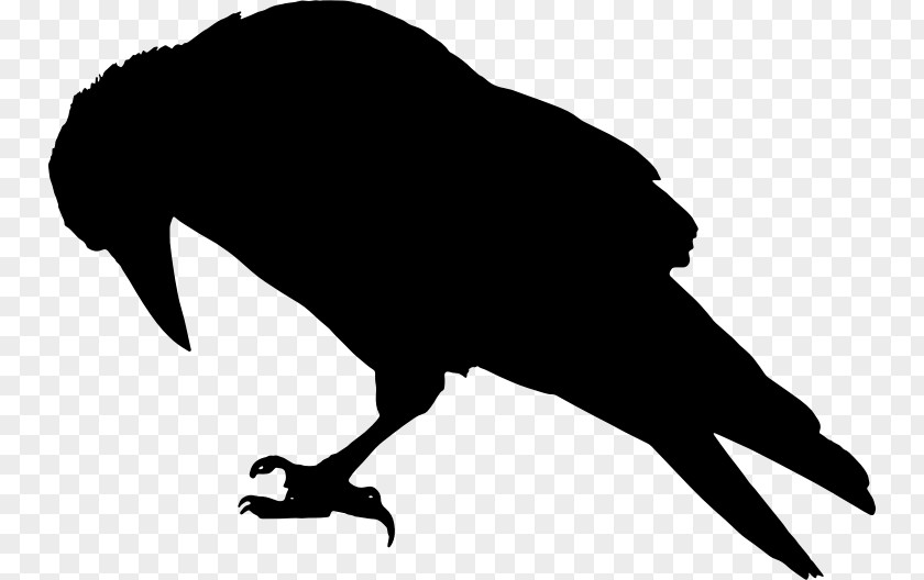 Raven Vector Rook Common Bird Crow Clip Art PNG