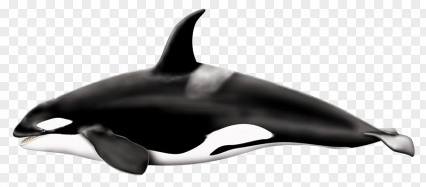 Whale Killer Fin Clip Art PNG