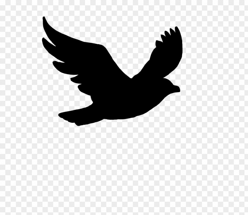Accipitridae Logo Bird Eagle Of Prey Wing Beak PNG
