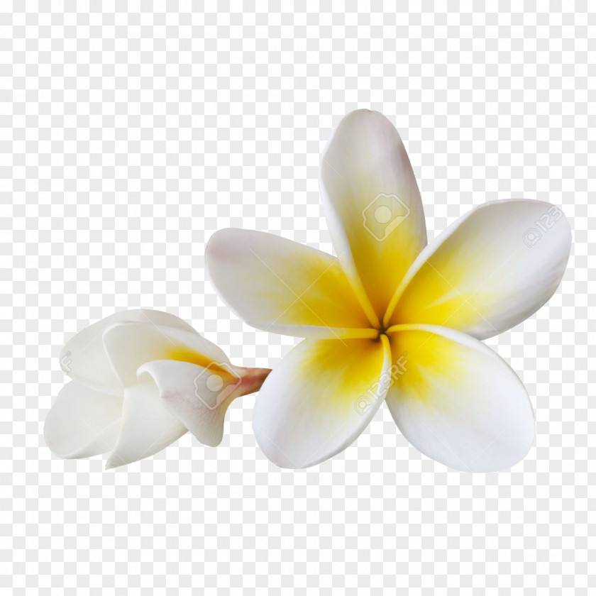 Bali Balinese People Flower Frangipani Pig Roast PNG