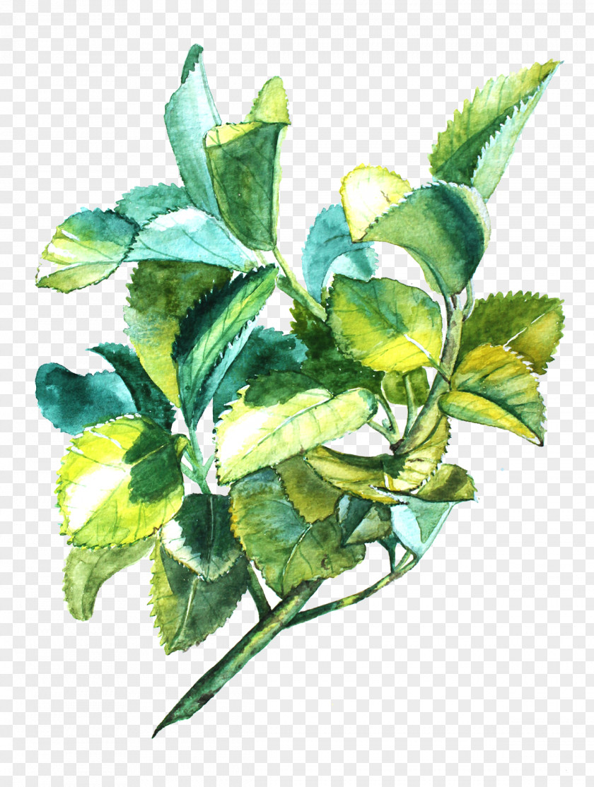 Botanical Leaf Plant Stem Flowerpot PNG