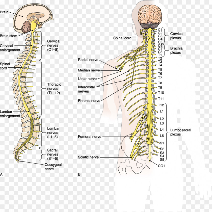 Central Nervous System Vertebral Column Spinal Cord Nerve PNG