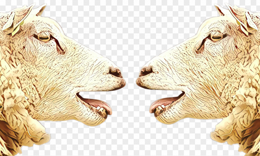 Goats Nose Livestock Snout Animal Figure PNG